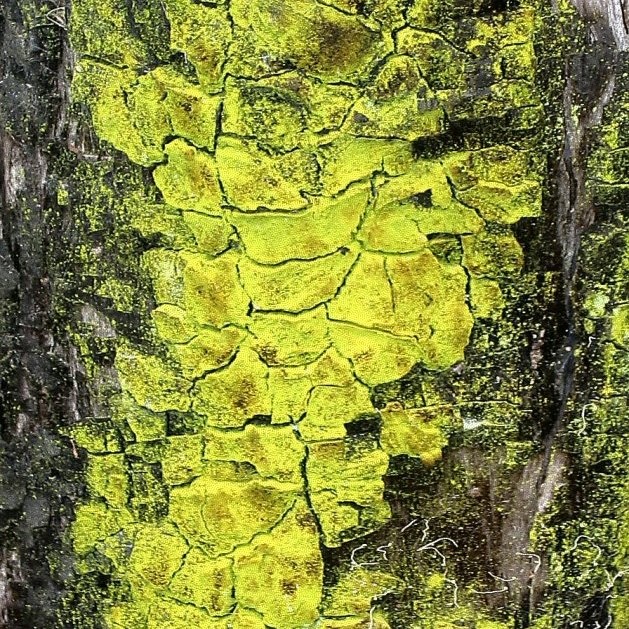 Lichen2
