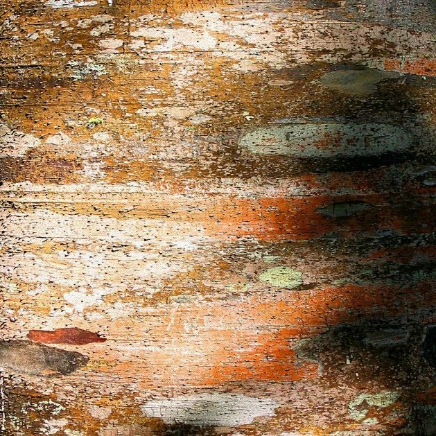 Kauri