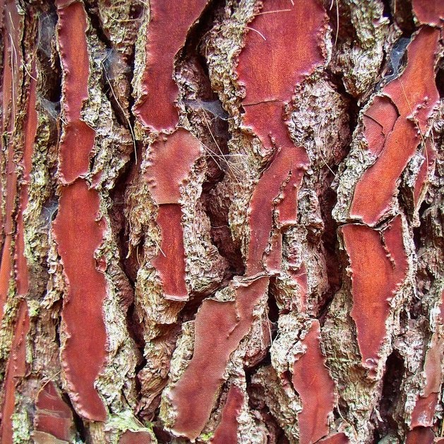 cedar or pine