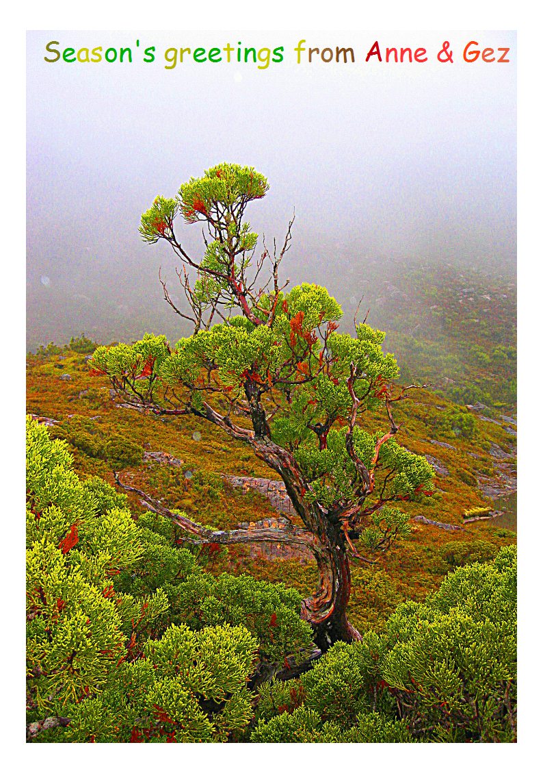 Pencil pine in Tasmania